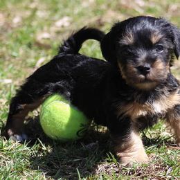 American Hunt Terrier and Russell Terrier Puppies from Bare Bottom Farms