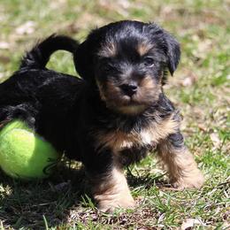 American Hunt Terrier and Russell Terrier Puppies from Bare Bottom Farms