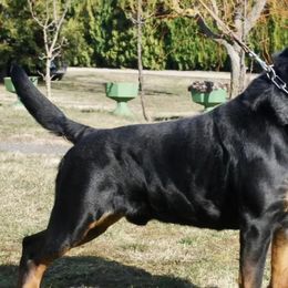Rottweilers from Powerhauz