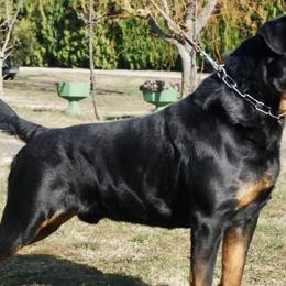 Rottweilers from Powerhauz