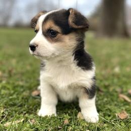 Pembroke Welsh Corgis from Maddie Corgis