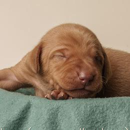 Amboy (gray collar) - Golden rust male Vizsla puppy in Alvord, Texas from Tequila Kennels