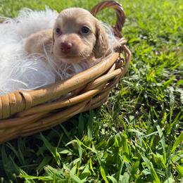 Evie - Cream female Dachshund puppy in New Albany, Mississippi from Double A. Doxies