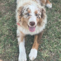 Dolly - Australian Shepherd