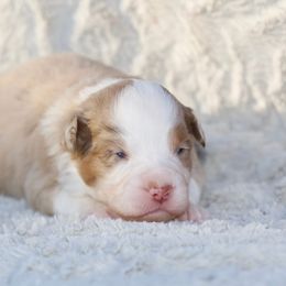 Butterscotch - Red merle female Miniature American Shepherd puppy in Stephenville, Texas from Diamond H Aussies