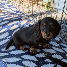 Perdita - Black and tan female Dachshund puppy in Lyles, Tennessee from Knox Ridge Dachshunds
