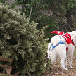 Great Pyrenees All Grown Up from The Yosemite Pyrenees Ranch