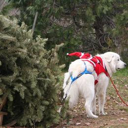 Great Pyrenees All Grown Up from The Yosemite Pyrenees Ranch