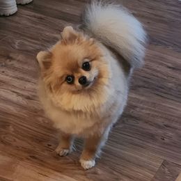 Sapphire - Pomeranian