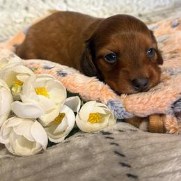 Charlie - Red male Dachshund puppy in Mountain Home, Arkansas from Furry Friends Kennel