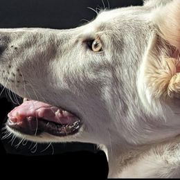 Haku - German Shepherd