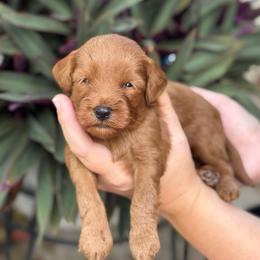 Bullseye - Red  male Goldendoodle puppy in Wharton, Texas from Little Fur Friends