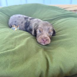 Salem - Dapple male Dachshund puppy in Cave City, Kentucky from Mammoth Cave Dachshunds