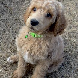 Mr Green collar - Cream male Poodle puppy in Screven, Georgia from Dreamland Standard Poodles