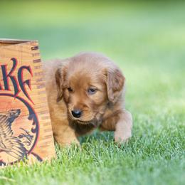 Girl 2 - Dark golden female Golden Retriever puppy in Ramsey, Minnesota from Nelson Retrievers