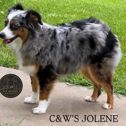 Jolene - Toy Australian Shepherd