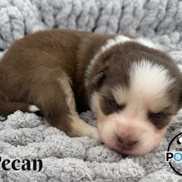 Pecan - Red and white female Pomsky puppy in Eastman, Georgia from Once Upon A Pomsky