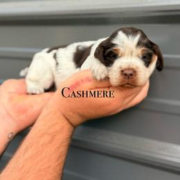 Cashmere - Liver white and tan female English Springer Spaniel puppy in Uvalda, Georgia from Willow Creek Farms