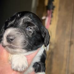 Dachshund Puppies from BellBottoms Dachshunds