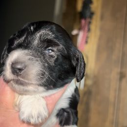 Dachshund Puppies from BellBottoms Dachshunds