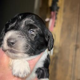 Dachshund Puppies from BellBottoms Dachshunds