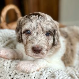 Spud - Sheepadoodle puppy from Urban Farmhouse Sheepadoodles