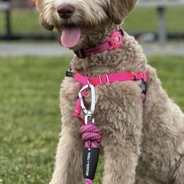Labradoodles from Mountain Trail Doodles