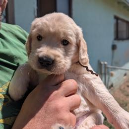 Boy 1 - male Golden Retriever puppy in Yucaipa, California from Golden Kennel Breeders