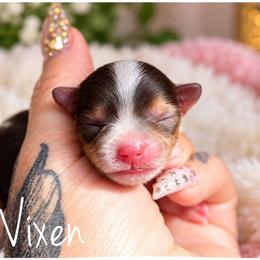 Vixen - Tan and white female Yorkshire Terrier puppy in Warren, Michigan from Danielle's Yorkie Babies