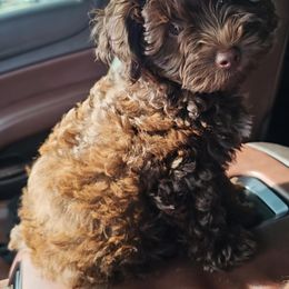 Maltipoo, Yorkipoo, and Yorkshire Terrier All Grown Up from Mandy's Poodle's