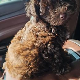 Maltipoo, Yorkipoo, and Yorkshire Terrier All Grown Up from Mandy's Poodle's