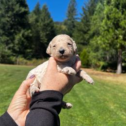 Lucy - Cream female Poodle puppy in Wolf Creek, Oregon from Dejah Bleu Kennels