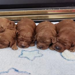Goldendoodle puppies from Granton Creek