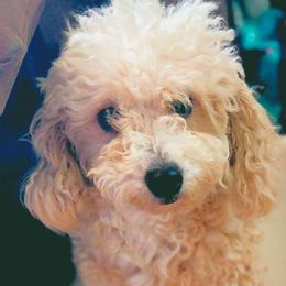 Princess - Poodle