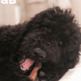 Goldendoodles from Groodles at Greta