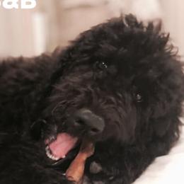 Goldendoodles from Groodles at Greta