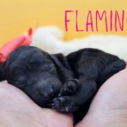 Flamingo - Black female Poodle puppy in Springfield, Oregon from Valaurah Farms