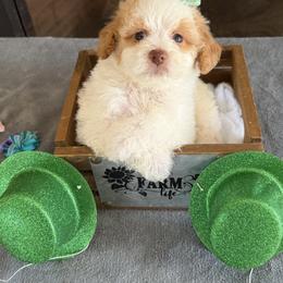 Maeve - Red and white female Cockapoo puppy in Connersville, Indiana from MoonShine Babies