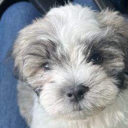 Shichons from Ted E Bear Ranch