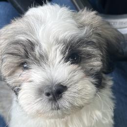 Shichons from Ted E Bear Ranch