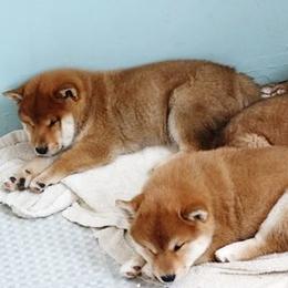 Shiba Inu Puppies from Prairie Shibas