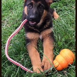 German Shepherd Puppies from Darkwing GSD