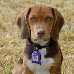 Beagle Puppies from Parmelee Beagles