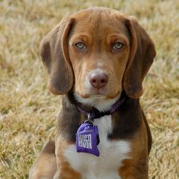 Beagle Puppies from Parmelee Beagles