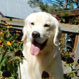 Bernie - Golden Retriever