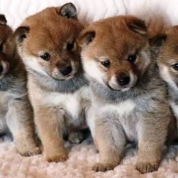 Shiba Inu Puppies from Prairie Shibas