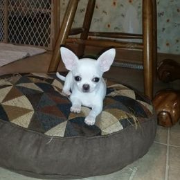 Chihuahua Puppies from True Shot Chihuahuas