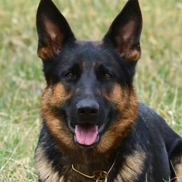 N'Vee Me vom Haus Morrisson - German Shepherd
