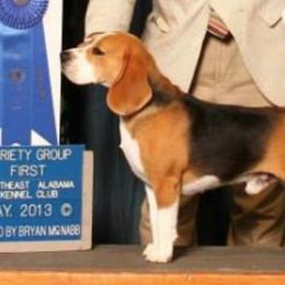 Rebel - Beagle