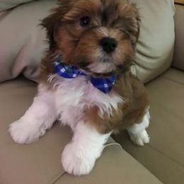Havanese Puppies from Heartfelt Havanese